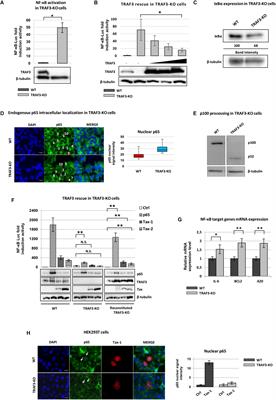 TRAF3 Is Required for NF-κB Pathway Activation Mediated by HTLV Tax Proteins